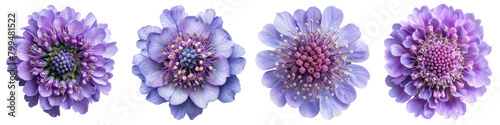 Scabiosa (Pincushion Flower) Flowers Top View  Hyperrealistic Highly Detailed Isolated On Transparent Background Png File photo
