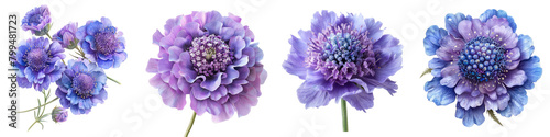 Scabiosa (Pincushion Flower) Flowers Hyperrealistic Highly Detailed Isolated On Transparent Background Png File photo