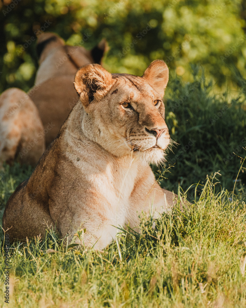 Vigilant lioness in Ol Pejeta's grasslands Vigilant lioness in Ol Pejeta's grasslands