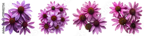 Purple Coneflower Flowers Top View Hyperrealistic Highly Detailed Isolated On Transparent Background Png File