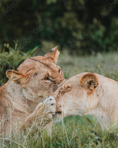 Wall Mural Lioness playfully engaging with cub, Ol Pejeta