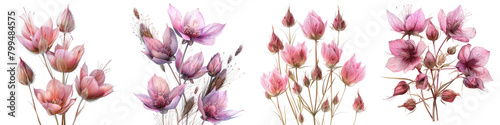 Prairie Smoke Flowers  Hyperrealistic Highly Detailed Isolated On Transparent Background Png File © Wander Taste