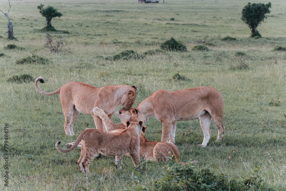 Lion pride bonding in the Ol Pejeta grasslands