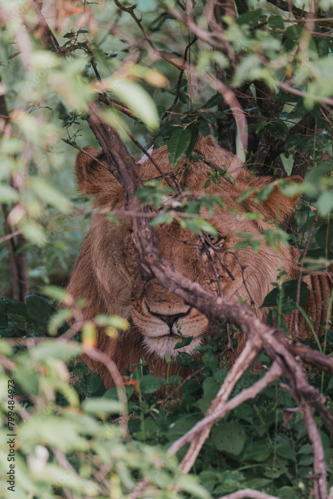 Camouflaged lion in greenery, Ol Pejeta, Kenya Camouflaged lion in greenery, Ol Pejeta, Kenya