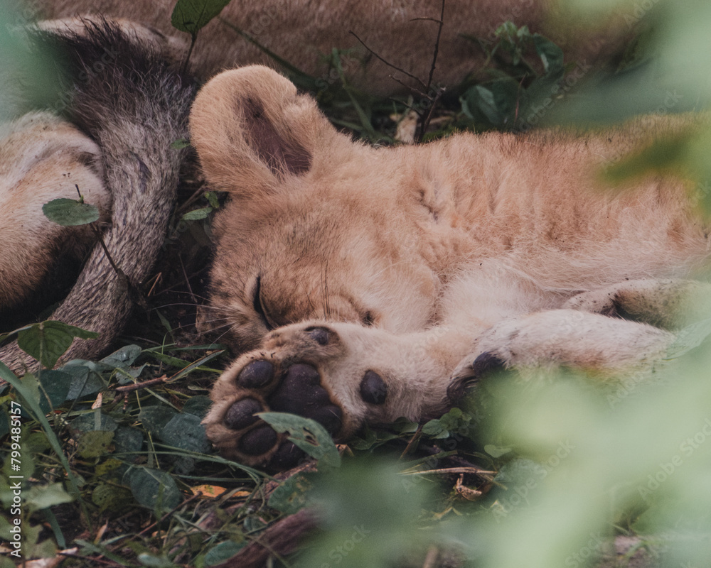 Obraz premium Sleepy lion cub napping in Ol Pejeta Conservancy
