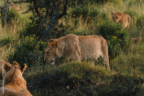 Prowling lionesses in Ol Pejeta's evening light.