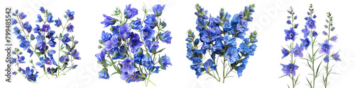 Prairie Larkspur Flowers Top View Hyperrealistic Highly Detailed Isolated On Transparent Background Png File
