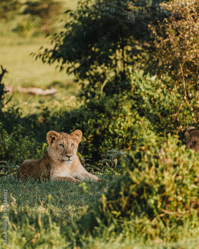 Obraz premium Lioness in repose, soft gaze, Ol Pejeta Conservancy.