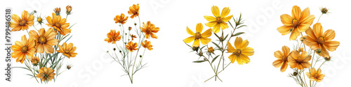 Prairie Coreopsis Flowers  Hyperrealistic Highly Detailed Isolated On Transparent Background Png File © Wander Taste