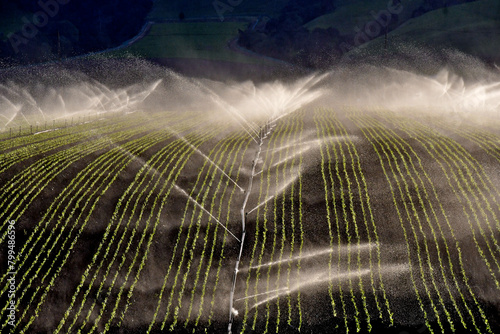 Spray from irrigation sprinklers water lettuce in large field, Salinas Valley, California  photo