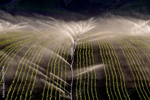 “The salad bowl of the world”. Spray from irrigation sprinklers water lettuce in large field, Salinas Valley, California 