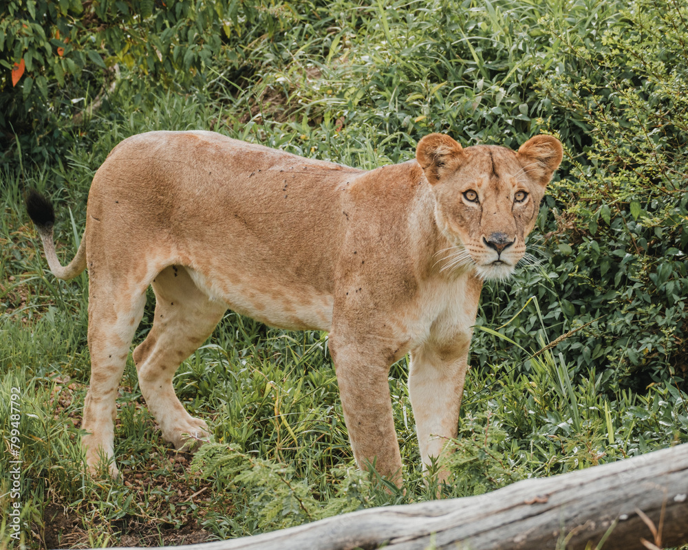 Fototapeta premium Lioness concealed in dense Mara foliage
