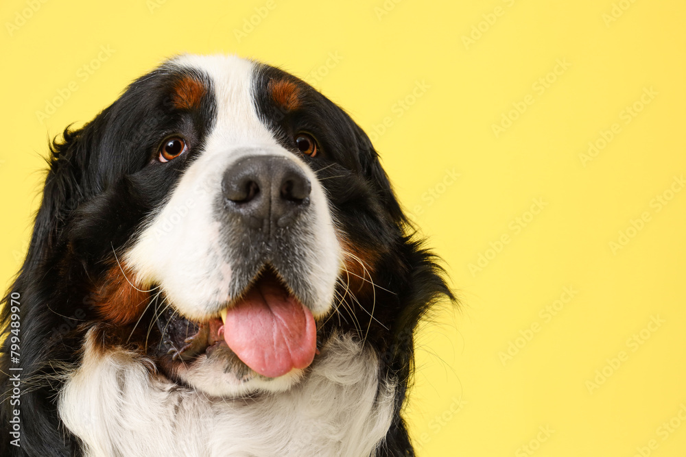 Cute fluffy dog on yellow background, closeup