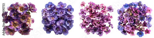 Nemesia Flowers Top View Hyperrealistic Highly Detailed Isolated On Transparent Background Png File