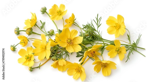 Fresh yellow flowers in glass water Isolated on white background
