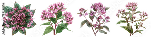 Joe Pye Weed Flowers Hyperrealistic Highly Detailed Isolated On Transparent Background Png File photo