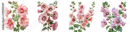Hollyhocks Flowers Hyperrealistic Highly Detailed Isolated On Transparent Background Png File