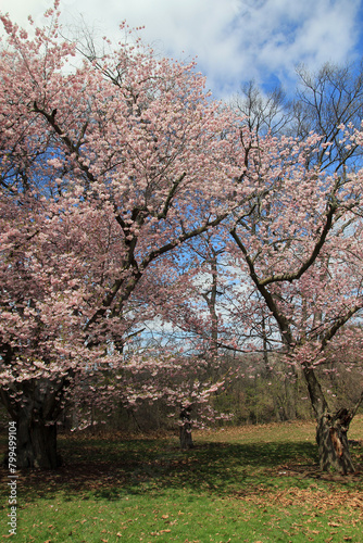 Blooming cherry trees in the park