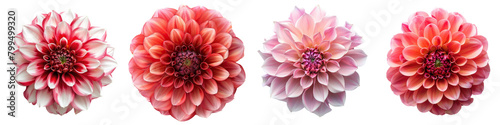 Dahlias Flowers Top View Hyperrealistic Highly Detailed Isolated On Transparent Background Png File
