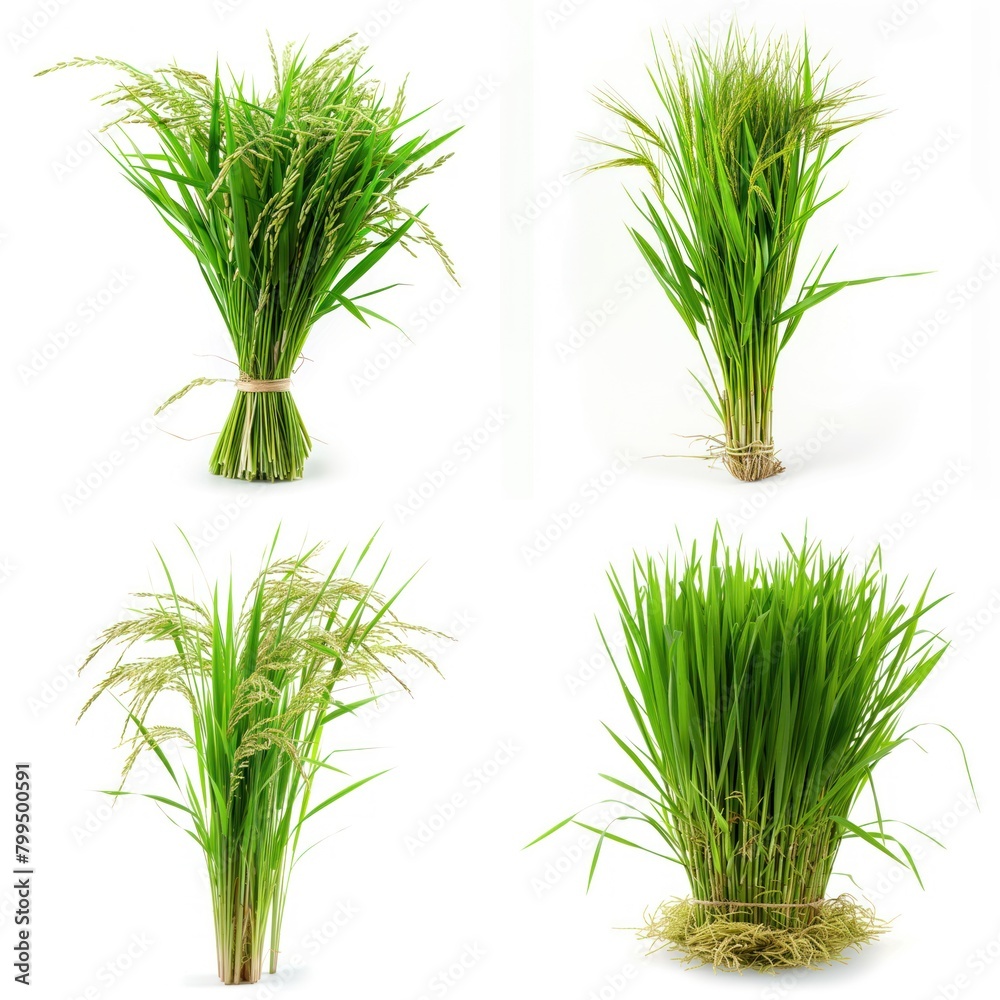 beautiful rice blooming isolated white background beautiful rice blooming isolated white background