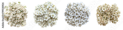 Candytuft Flowers Top View Hyperrealistic Highly Detailed Isolated On Transparent Background Png File