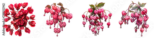 Bleeding Heart Flowers Top View Hyperrealistic Highly Detailed Isolated On Transparent Background Png File
