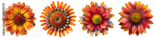 Blanket Flower Flowers Top View Hyperrealistic Highly Detailed Isolated On Transparent Background Png File