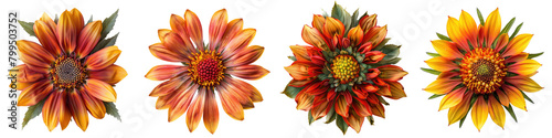 Blanket Flower Flowers Top View Drone Hyperrealistic Highly Detailed Isolated On Transparent Background Png File