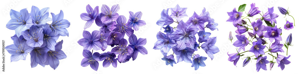 Bellflower Flowers Top View Hyperrealistic Highly Detailed Isolated On Transparent Background Png File