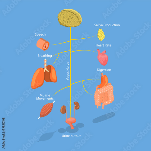 3D Isometric Flat Vector Illustration of Vagus Nerve, Medical Diagram