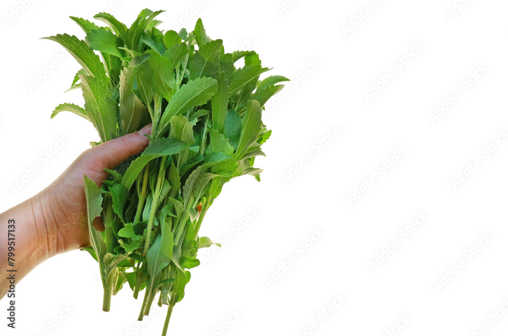 Stevia green branches in hand isolated on white background.Stevia rebaudiana.Vegetable sweetener.Stevia plant.Alternative Low Calorie Vegetable Sweetener.Sugar substitute. dietary sweetener. Stevia green branches in hand isolated on white background.Stevia rebaudiana.Vegetable sweetener.Stevia plant.Alternative Low Calorie Vegetable Sweetener.Sugar substitute. dietary sweetener.