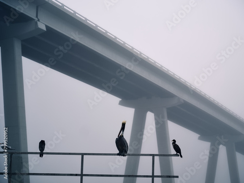 Sea Fog Bridge