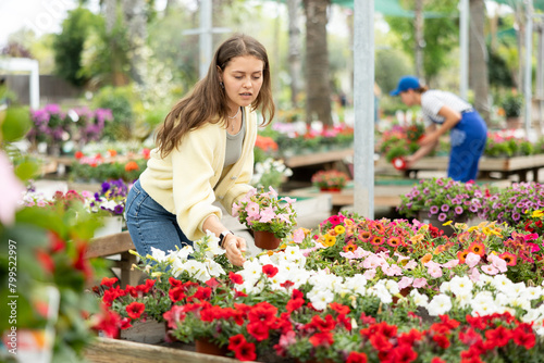 In flower shop, girl chooses flowering petunia atkinsiana plant for outdoor garden decor. Buyer curiously examines flowers, to get acquainted with assortment of trading platform. photo