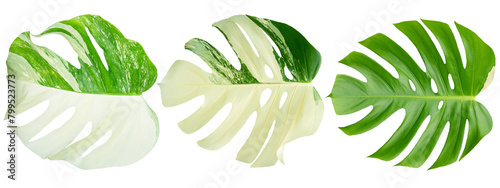 Leaves on white background, leaf Isolate with clipping path. Philodendron bilitea variegated leaf plant Garden in Green house barden, air purify with Monstera,philodendron selloum photo