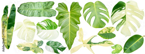 Leaves on white background, leaf Isolate with clipping path. Philodendron bilitea variegated leaf plant Garden in Green house barden, air purify with Monstera,philodendron selloum