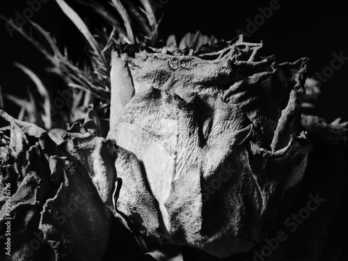 Flower Petal Texture