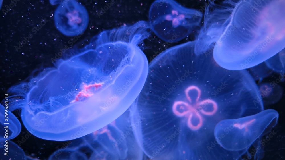 Close-up of jellyfish floating translucent blue light purple color background plankton banner Close-up of jellyfish floating translucent blue light purple color background plankton banner