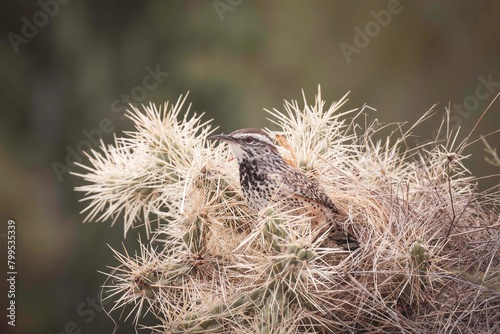 cactus Wren with thorns