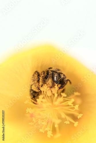 Bee getting pollen (ID: 799535357)