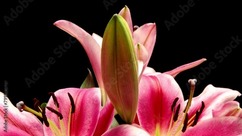 Time-lapse video of stargazer lilies blooming