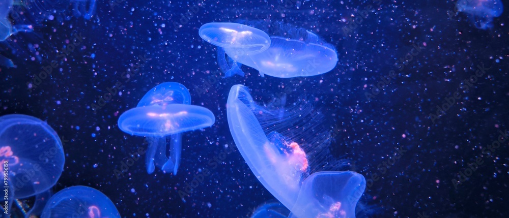 Close-up of jellyfish floating translucent blue light purple color background plankton banner Close-up of jellyfish floating translucent blue light purple color background plankton banner
