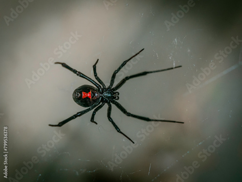 Black Widow Spider in web (ID: 799536378)
