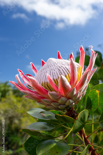 Fotografía Vivid Protea Flower Against Clear Sky in La Gomera