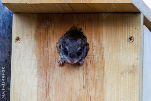 Southern flying squirrel (Glaucomys volans) poking his head out entry hole of a nesting box.