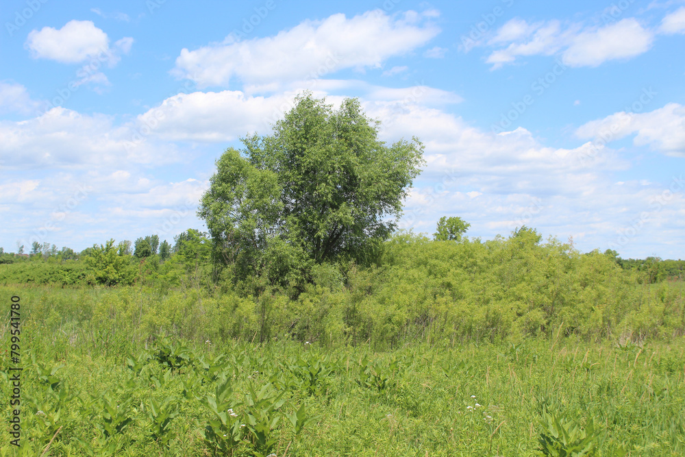Single tree among shrubs in a meadow on a sunny day at James Pate Philip State Park in Bartlett, Illinois Single tree among shrubs in a meadow on a sunny day at James Pate Philip State Park in Bartlett, Illinois