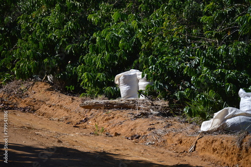 white bag with coffee next to coffee trees on a plantation in Brazil