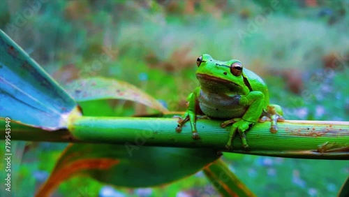 4K Video of a tree frog on grass. photo