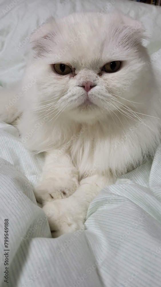 Cat resting on a white blanket (Scottish Folder)