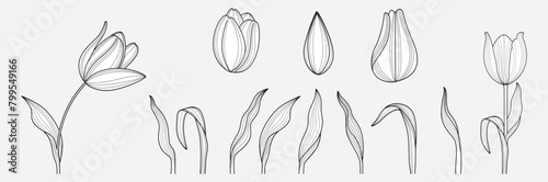 Hand drawn set of tulips branches. Tulip Flower isolated on white background. vector illustration.