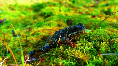 Frog crying. One European frog in water. Pelophylax lessonae calling with inflated vocal sac. Breeding male pool frog. Marsh Frog. Real time. Zoom in. photo